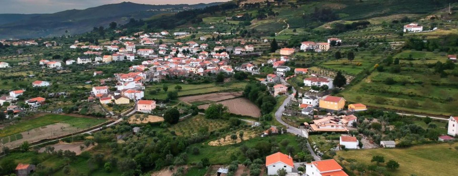 Canídeos